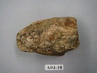 藏品(象齒化石)的圖片
